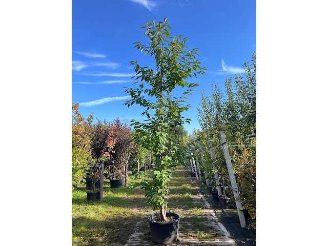 Japanse sierkers, prunus 'amanogawa', meerstammig, roze bloei, ca. 300-350 cm hoog - afbeelding 1 van  2