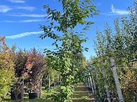 Japanse sierkers, prunus 'amanogawa', meerstammig, roze bloei, ca. 300-350 cm hoog
