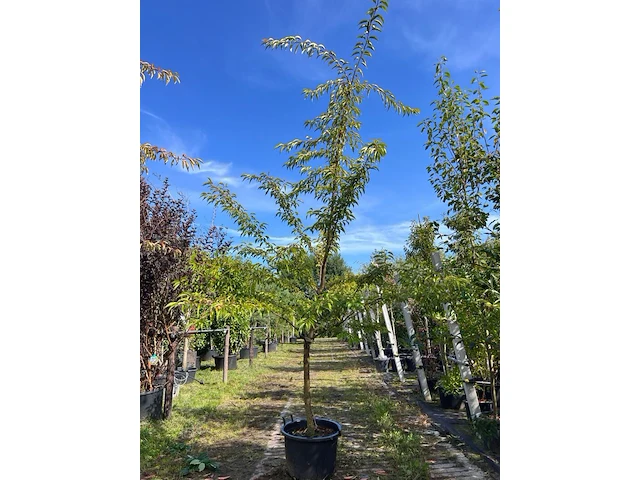 Japanse sierkers, prunus 'autumnalis rosea', meerstammig, zachtroze bloei, ca. 200-250 cm hoog - afbeelding 1 van  2