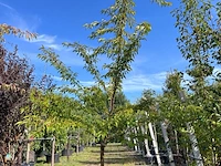 Japanse sierkers, prunus 'autumnalis rosea', meerstammig, zachtroze bloei, ca. 200-250 cm hoog