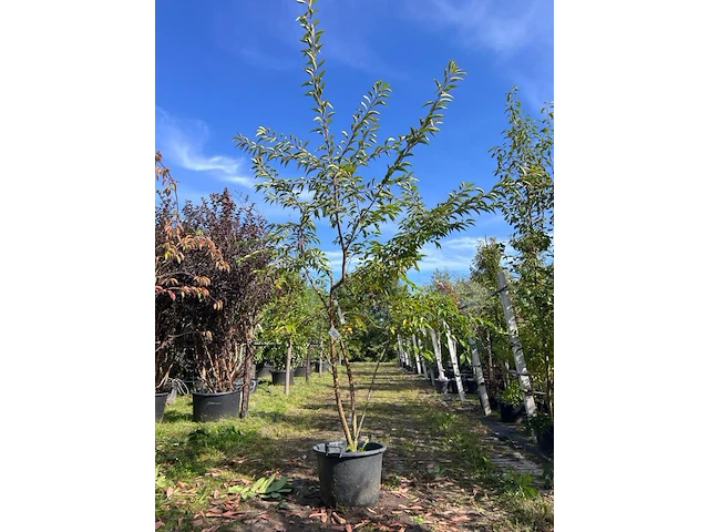 Japanse sierkers, prunus 'autumnalis rosea', meerstammig, zachtroze bloei, ca. 200-250 cm hoog - afbeelding 1 van  2