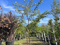 Japanse sierkers, prunus 'autumnalis rosea', meerstammig, zachtroze bloei, ca. 200-250 cm hoog