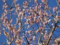 Japanse sierkers, prunus 'autumnalis rosea', meerstammig, zachtroze bloei, ca. 200-250 cm hoog - afbeelding 2 van  2