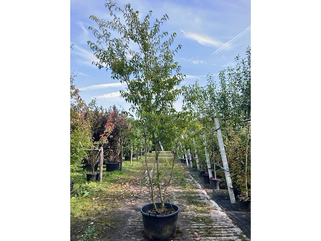Japanse sierkers, prunus 'oshidori', meerstammig, wit/roze bloei, ca. 250-300 cm hoog - afbeelding 1 van  1