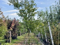 Japanse sierkers, prunus 'oshidori', meerstammig, wit/roze bloei, ca. 250-300 cm hoog