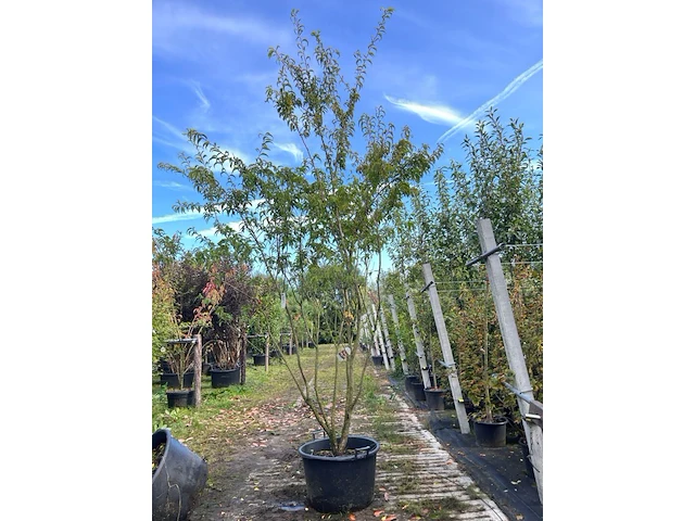 Japanse sierkers, prunus 'oshidori', meerstammig, wit/roze bloei, ca. 250-300 cm hoog - afbeelding 1 van  1