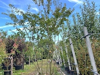 Japanse sierkers, prunus 'oshidori', meerstammig, wit/roze bloei, ca. 250-300 cm hoog