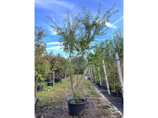 Japanse sierkers, prunus 'oshidori', meerstammig, wit/roze bloei, ca. 250-300 cm hoog - afbeelding 1 van  1