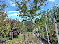 Japanse sierkers, prunus 'oshidori', meerstammig, wit/roze bloei, ca. 250-300 cm hoog