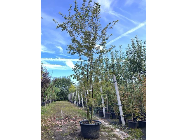 Japanse sierkers, prunus 'paean', meerstammig, roze bloei, ca. 250-300 cm hoog - afbeelding 1 van  2