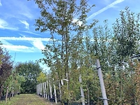 Japanse sierkers, prunus 'paean', meerstammig, roze bloei, ca. 250-300 cm hoog