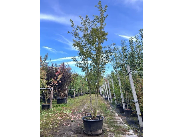 Japanse sierkers, prunus 'paean', meerstammig, roze bloei, ca. 250-300 cm hoog - afbeelding 1 van  2