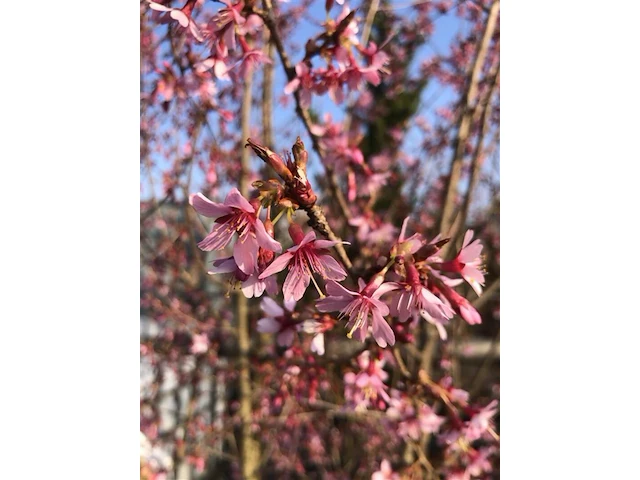 Japanse sierkers, prunus 'paean', meerstammig, roze bloei, ca. 250-300 cm hoog - afbeelding 2 van  2