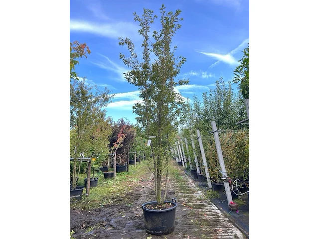 Japanse sierkers, prunus 'paean', meerstammig, roze bloei, ca. 250-300 cm hoog - afbeelding 1 van  2