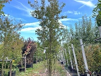 Japanse sierkers, prunus 'paean', meerstammig, roze bloei, ca. 250-300 cm hoog