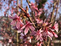 Japanse sierkers, prunus 'paean', meerstammig, roze bloei, ca. 250-300 cm hoog - afbeelding 2 van  2