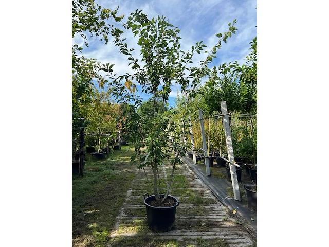 Japanse sierkers, prunus s. 'kanzan', meerstammig, dieproze bloei, ca. 250 cm hoog - afbeelding 1 van  2