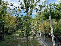 Japanse sierkers, prunus s. 'kanzan', meerstammig, dieproze bloei, ca. 250 cm hoog