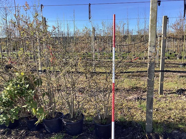 Japanse sneeuwbal - meerstammige bomen (3x) - afbeelding 1 van  2