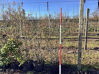Japanse sneeuwbal - meerstammige bomen (3x) - afbeelding 1 van  2