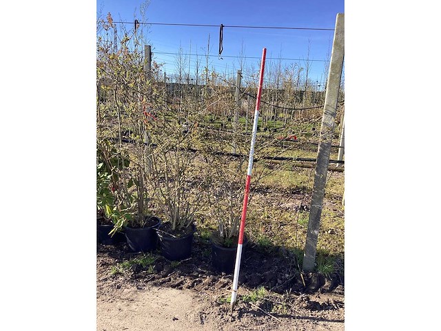 Japanse sneeuwbal - meerstammige bomen - afbeelding 2 van  2