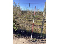 Japanse sneeuwbal - meerstammige boom (2x) - afbeelding 2 van  2