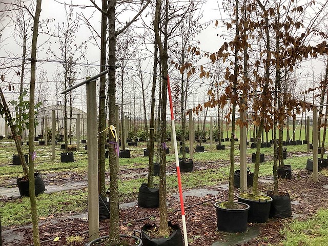 Japanse tempelboom - sierboom - afbeelding 1 van  3