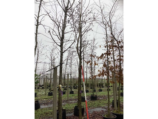 Japanse tempelboom - sierboom - afbeelding 2 van  3