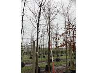 Japanse tempelboom - sierboom - afbeelding 2 van  3