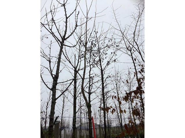 Japanse tempelboom - sierboom - afbeelding 3 van  3