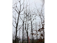 Japanse tempelboom - sierboom - afbeelding 3 van  3