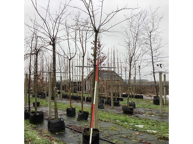Japanse treursierkers - dakboom - afbeelding 1 van  3