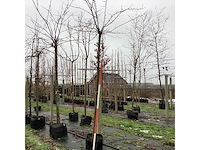 Japanse treursierkers - dakboom - afbeelding 1 van  3