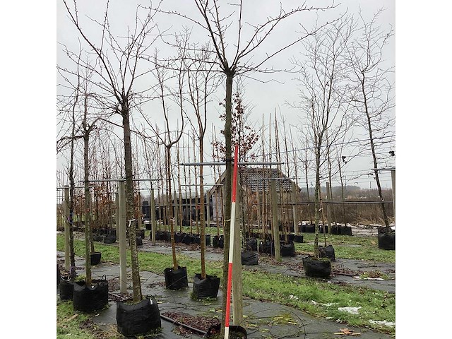 Japanse treursierkers - dakboom - afbeelding 2 van  3