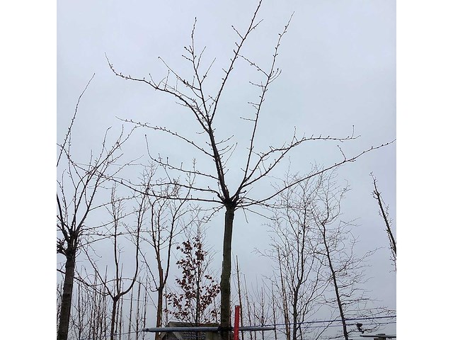 Japanse treursierkers - dakboom - afbeelding 3 van  3