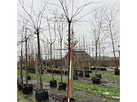 Japanse treursierkers - dakboom - afbeelding 2 van  3