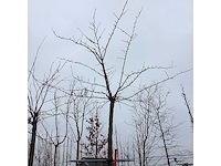 Japanse treursierkers - dakboom - afbeelding 3 van  3