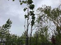 Japanse zuil sierkers - sierboom - afbeelding 1 van  2