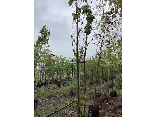 Japanse zuil sierkers - sierboom - afbeelding 2 van  2