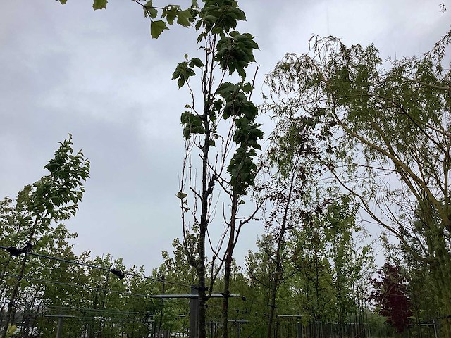 Japanse zuil sierkers - sierboom - afbeelding 1 van  2