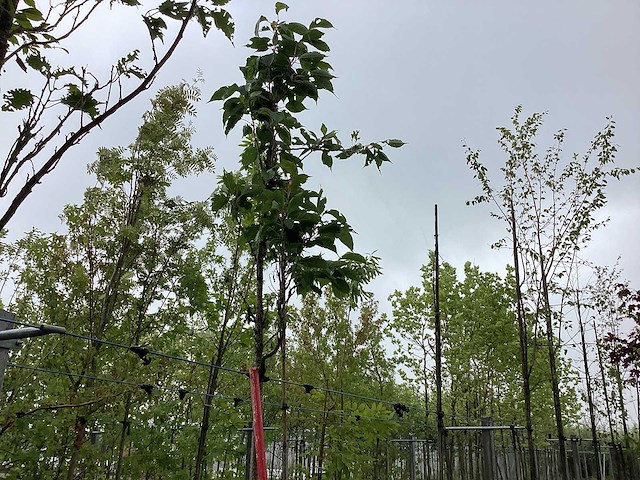 Japanse zuilsierkers - sierboom - afbeelding 1 van  2