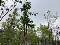 Japanse zuilsierkers - sierboom - afbeelding 1 van  2