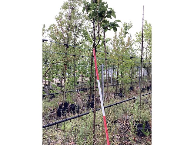 Japanse zuilsierkers - sierboom - afbeelding 2 van  2