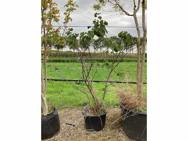 Judasboom - meerstammige boom - afbeelding 2 van  2