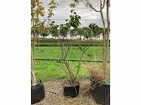 Judasboom - meerstammige boom - afbeelding 2 van  2