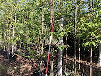 Judasboom - sierboom - afbeelding 1 van  3