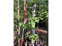 Judasboom - sierboom - afbeelding 2 van  3