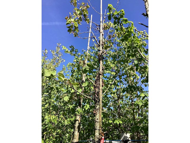 Judasboom - sierboom - afbeelding 3 van  3