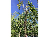 Judasboom - sierboom - afbeelding 3 van  3
