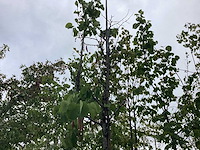 Judasboom - sierboom - afbeelding 1 van  2